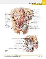 Frank H. Netter, MD - Atlas of Human Anatomy (6th ed ) 2014, page 408